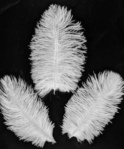 Nicoletta Carlone "Sadie" Feather Crown 9 Nicoletta Carlone